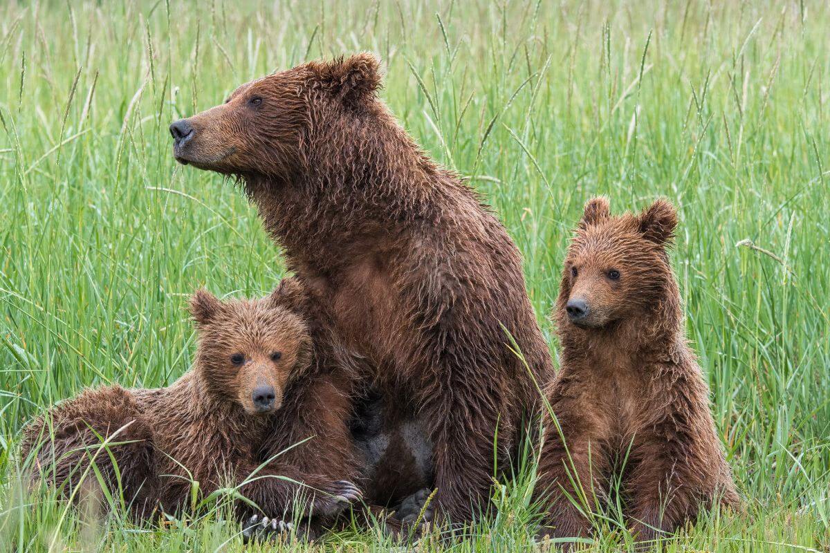 A mother grizzly bear, a threatened species in Montana, sitting with her two cubs in tall green grass.