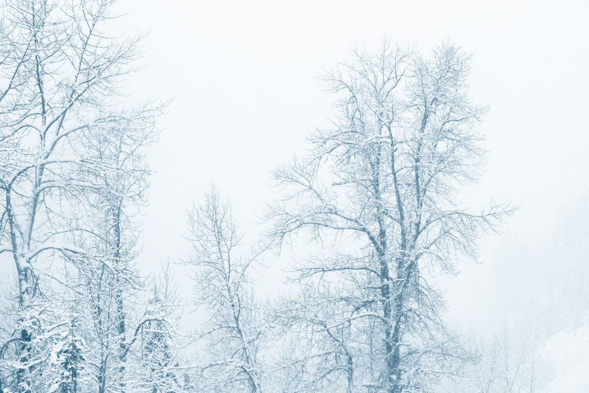 A line of snow-covered trees in Montana