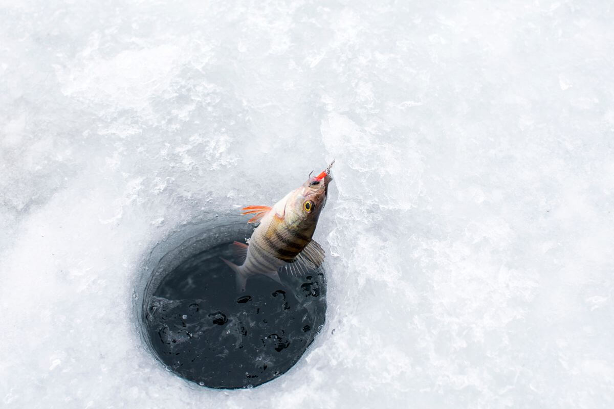 A hooked fish in a hole in the ice in Montana during December.