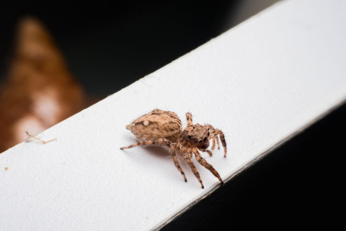 A small brown jumping spider perched on a white surface in Montana.