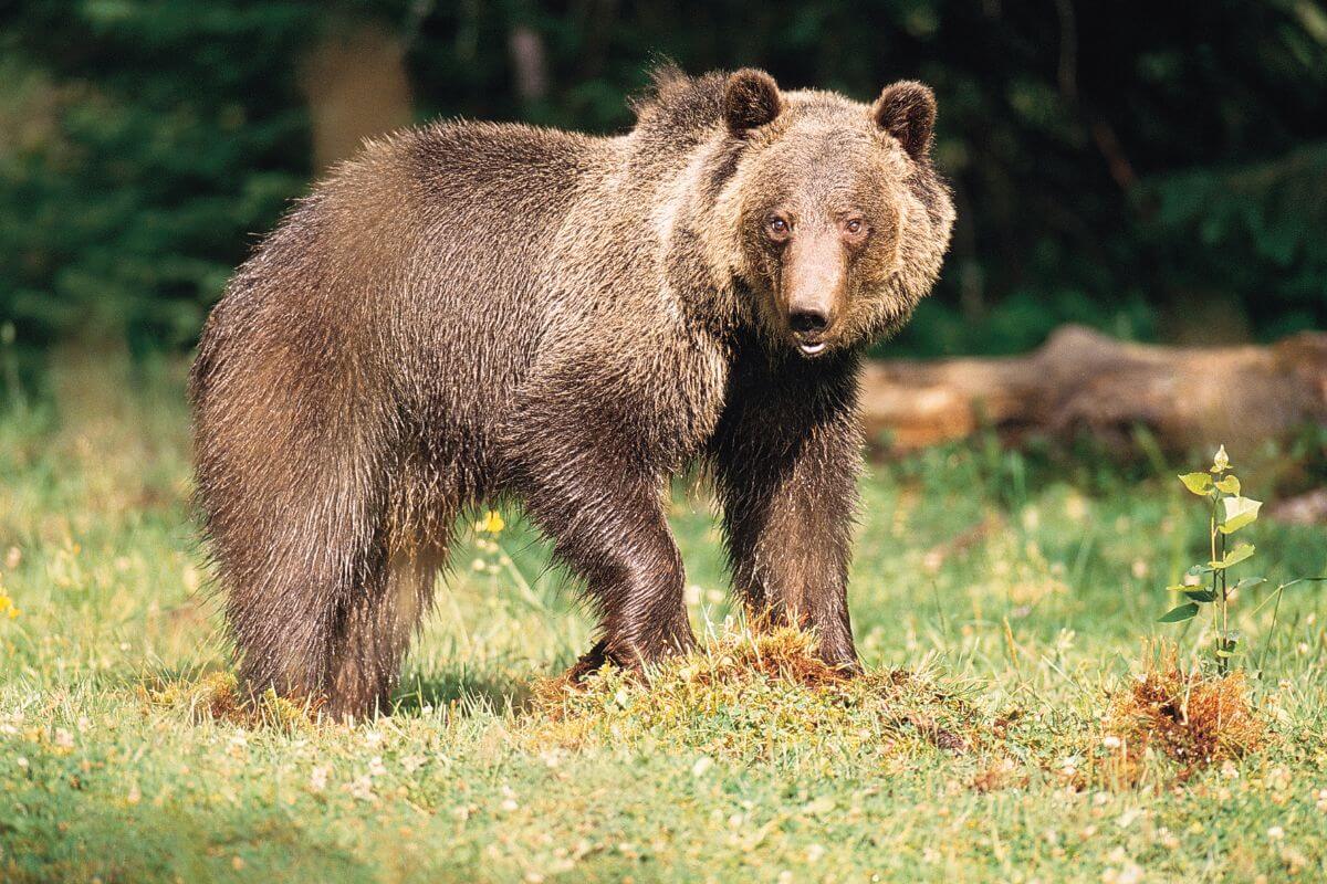 A Grizzly Bear in Montana