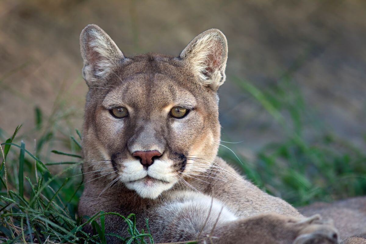 A mountain lion lounges leisurely on a grassy patch near a large rock during Montana's mountain lion hunting season.




