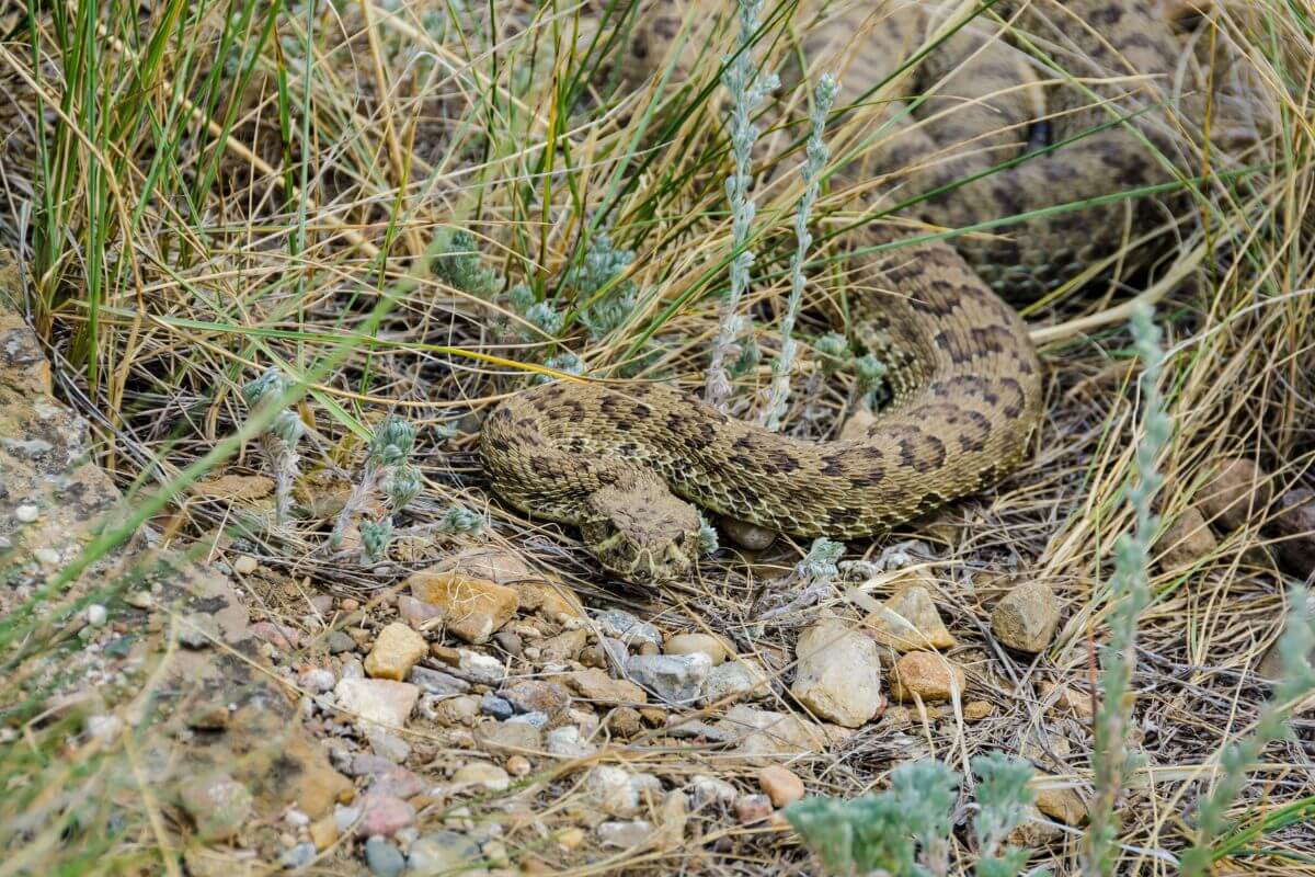 A camouflaged Montana rattlesnake coiled among rocks and sparse grass.