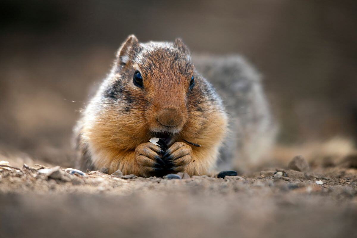 A Montana squirrel sitting on the ground, while holding and eating seeds.