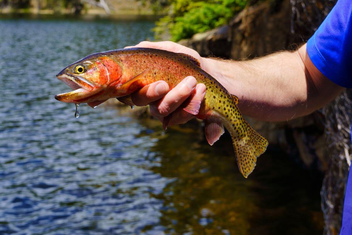 Montana State Fish Blackspotted Cutthroat Trout