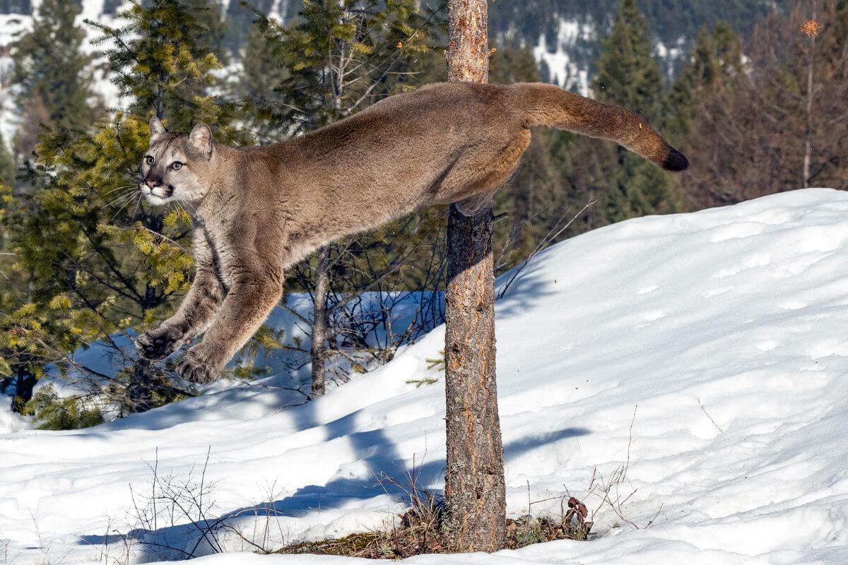 A cougar leaping from a tree in the snow