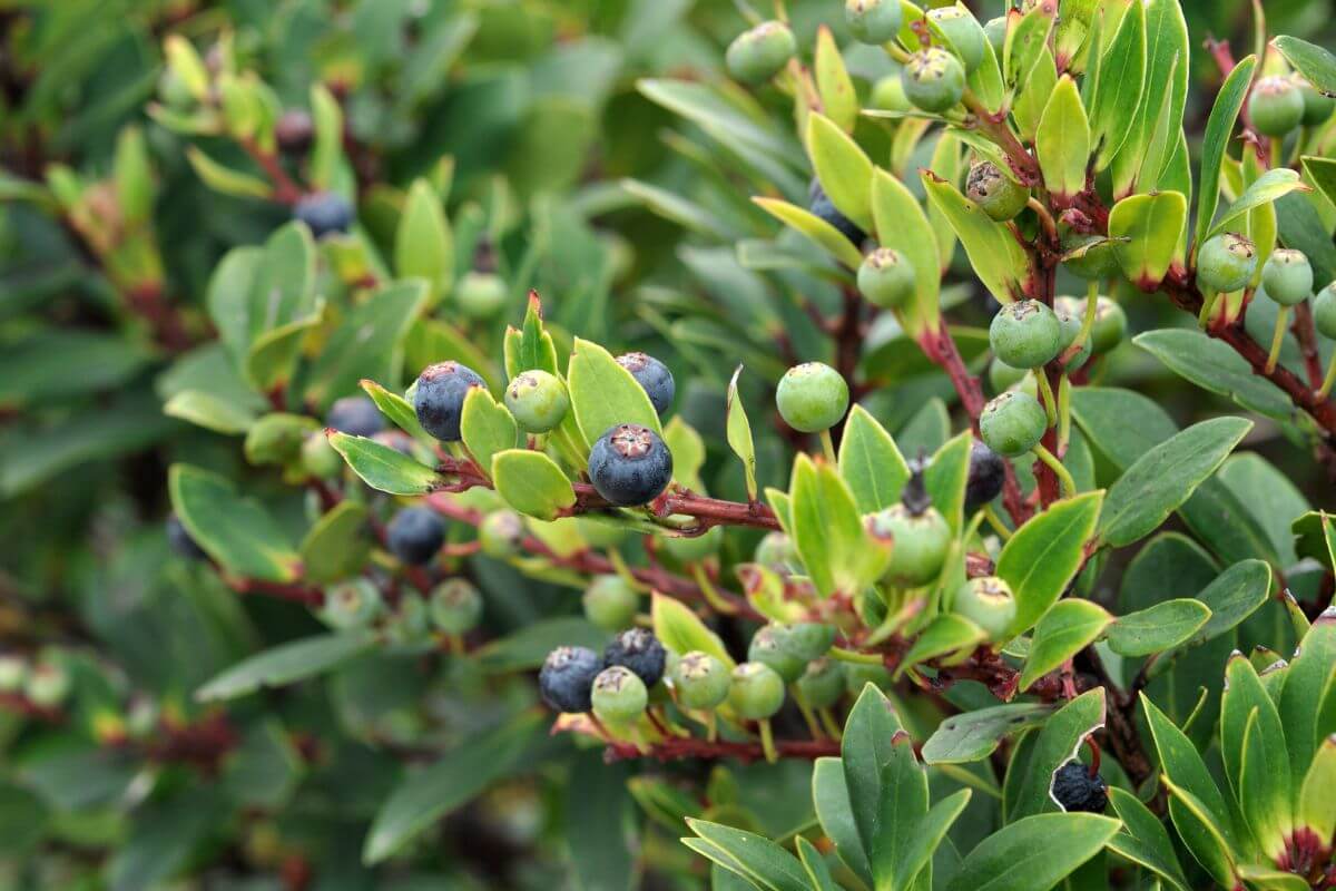 A close up of a bush with huckleberries