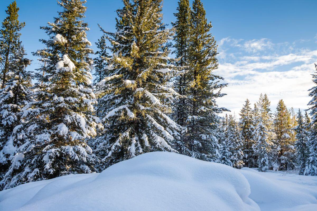 A Snow Covered Forest With Pine Trees in Montana