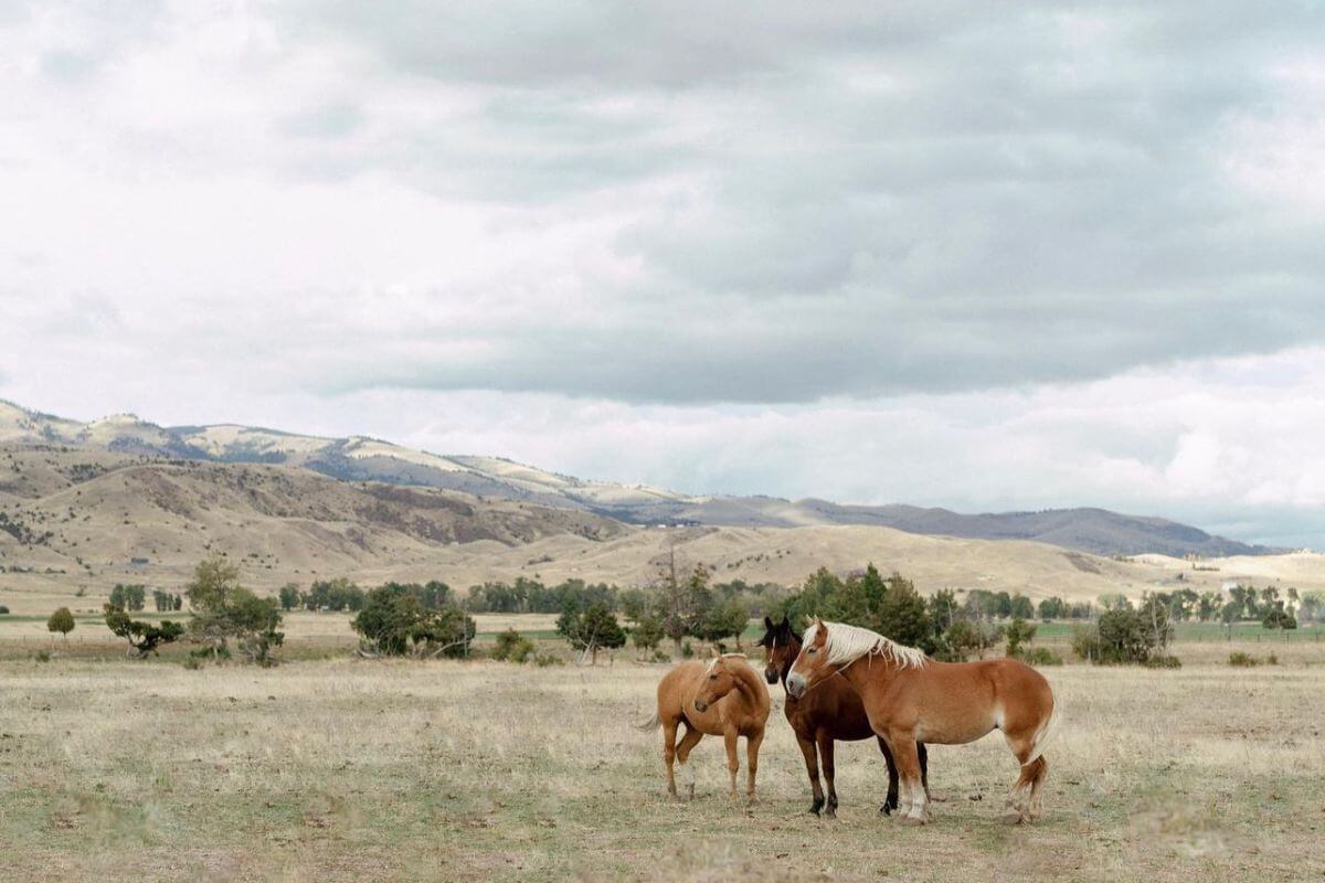 Two horses stand closely together in a vast, open field at Mountain Sky Guest Ranch. Rolling hills and a cloudy sky are in the background.