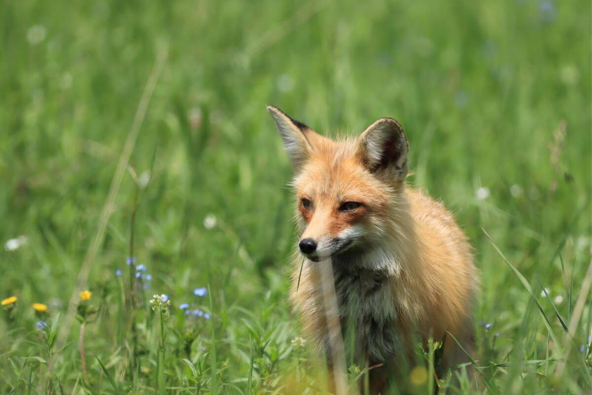 A curious fox peers through a vibrant green meadow dotted with wildflowers on a Montana nature tour with Nomadic By Nature.