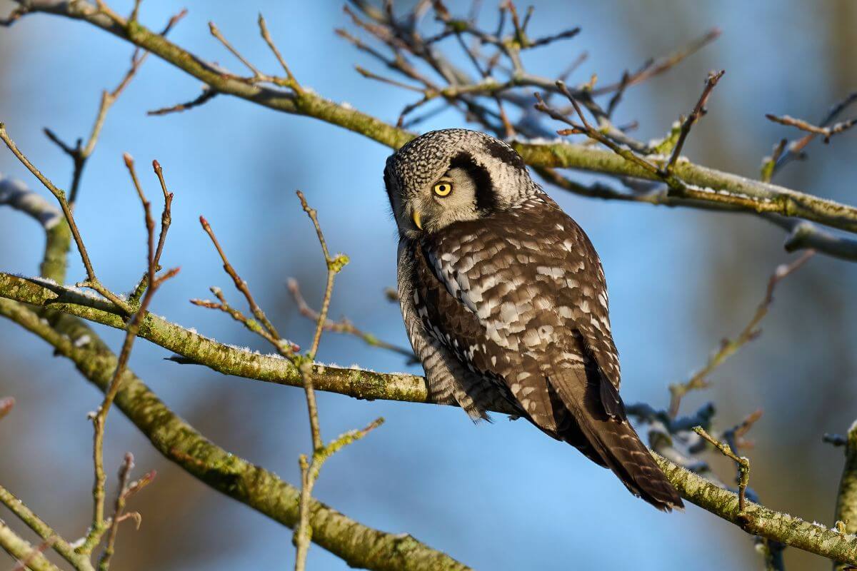 A Northern Hawk Owl perched on a leafless branch.