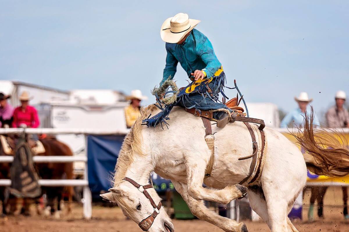 A cowboy riding a white horse at a rodeo in Montana.