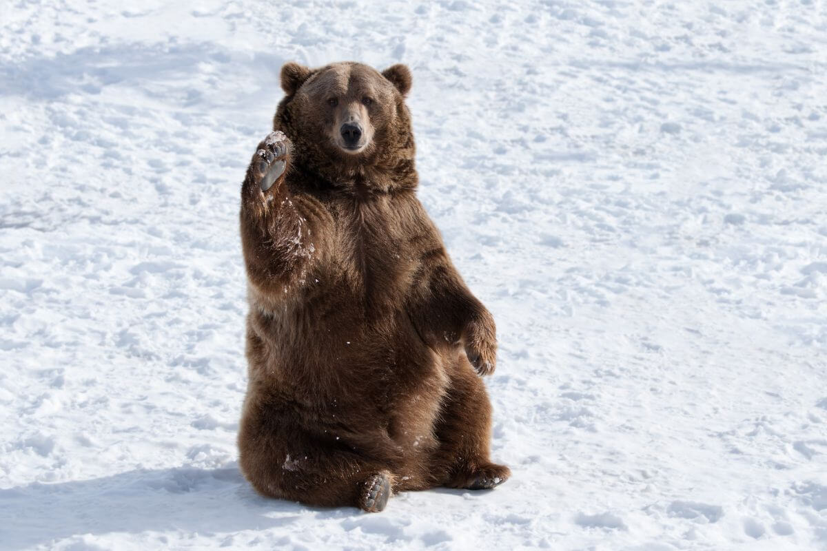 A brown bear standing up in the snow in Montana.