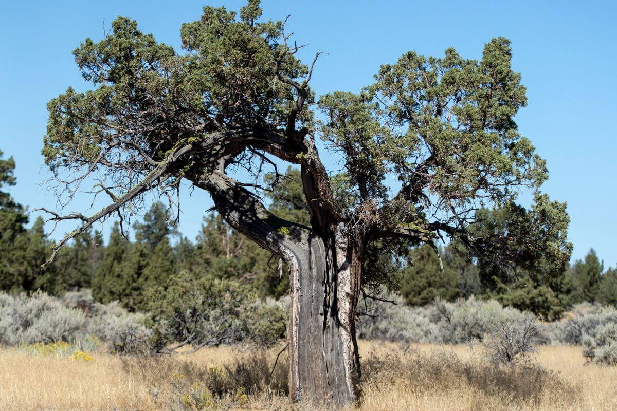 An old pine tree in the middle of a Montana field.