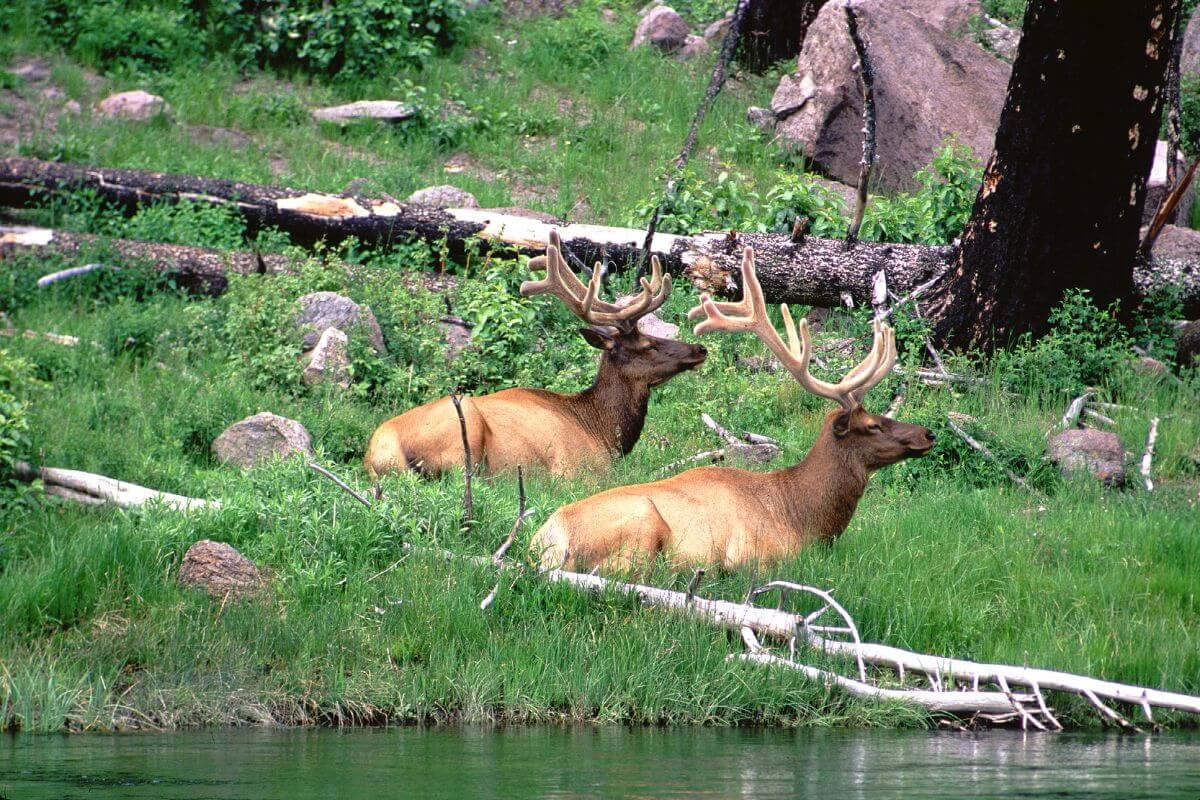 Two elk resting along a grassy bank beside a river in Montana.