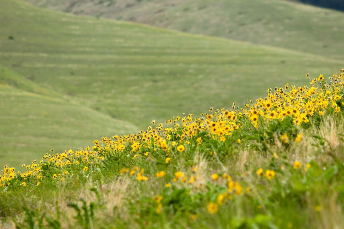 Wildflowers blooming on a picturesque hillside near a majestic mountain in Montana.