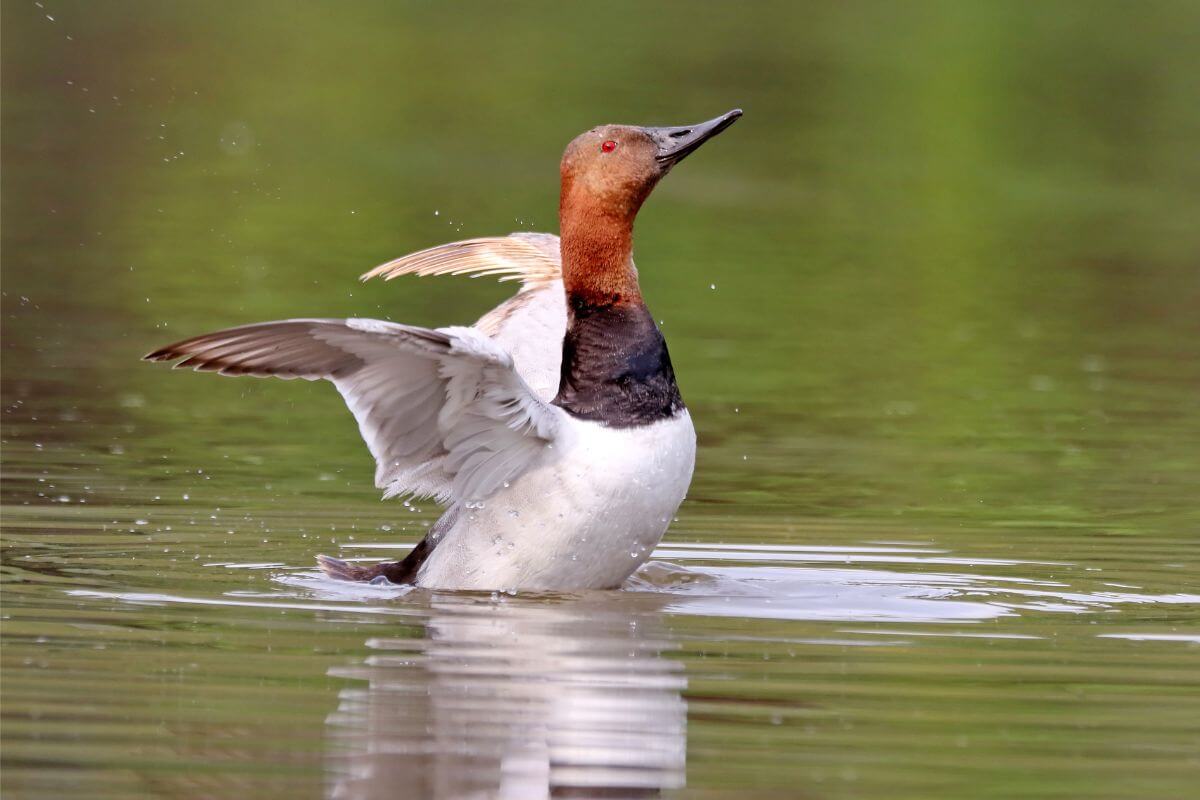 A Montana canvasback duck with a rich chestnut-red head and neck, and white body, flapping its wings while partially submerged in water.