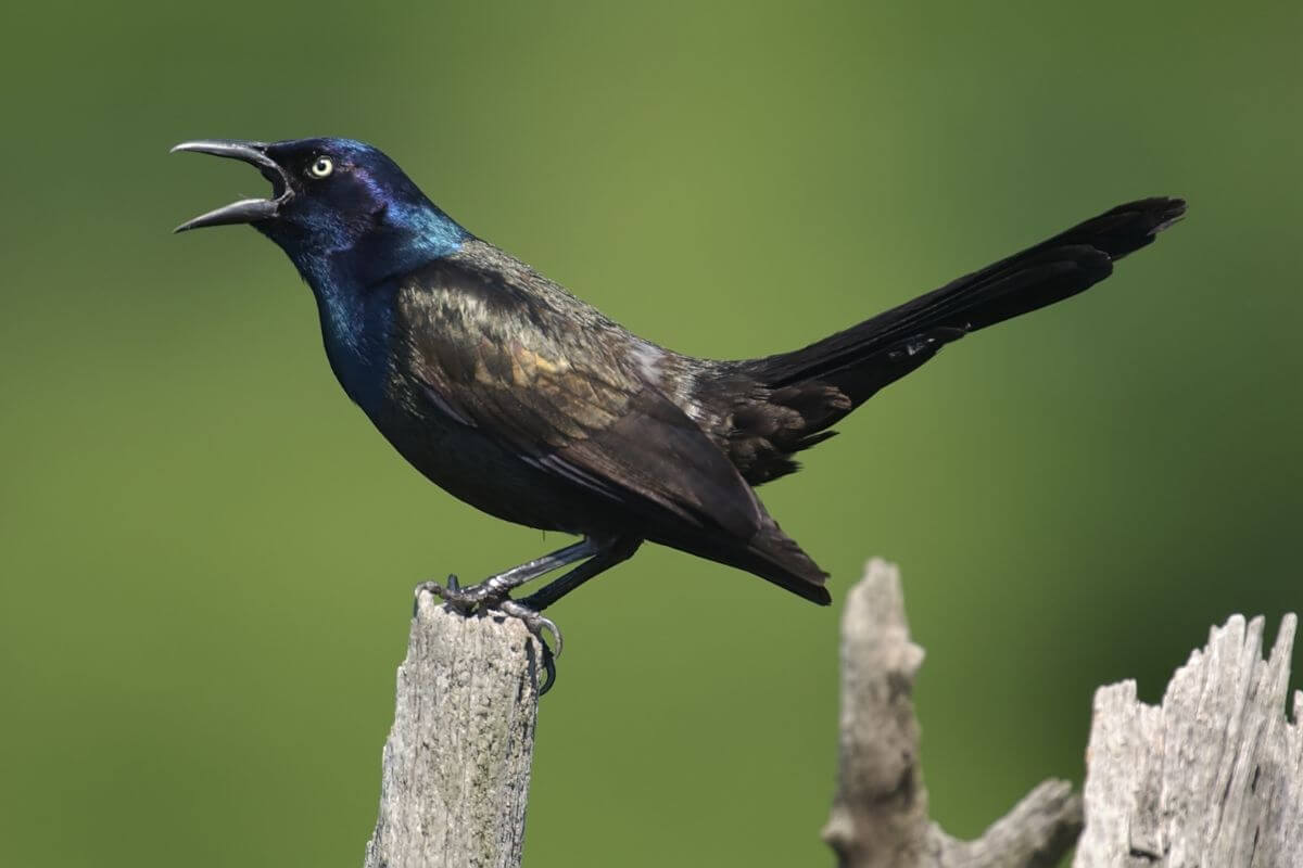 A common grackle, a Montana bird with iridescent blue and bronze plumage, perched on a weathered wooden post.