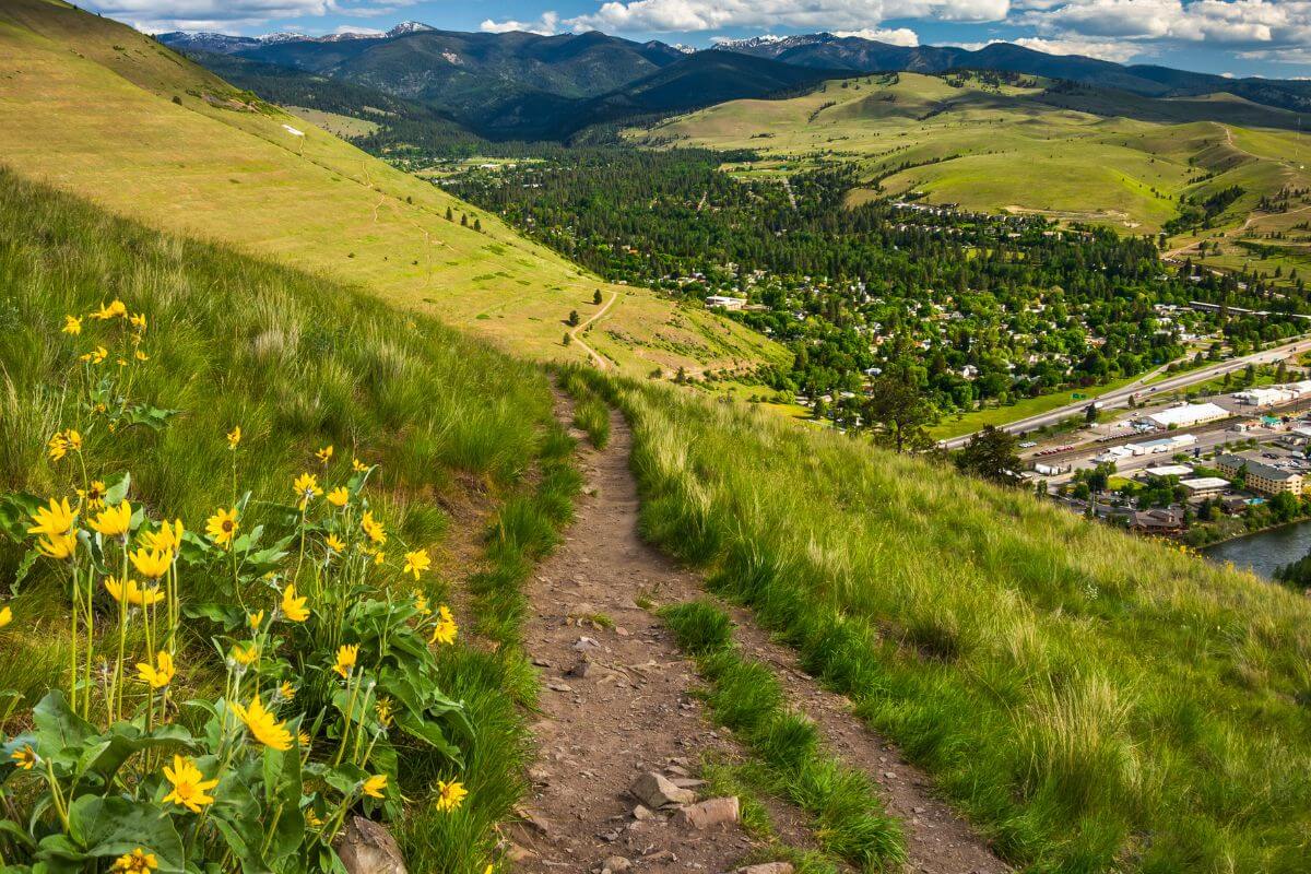 A trail in Missoula, Montana leads up to a valley full of yellow flowers.