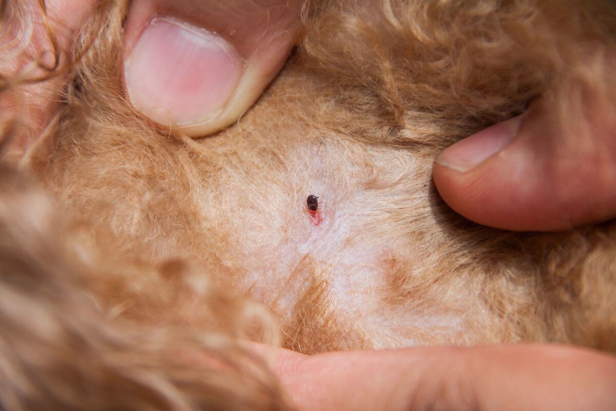 A flea on an animal's skin