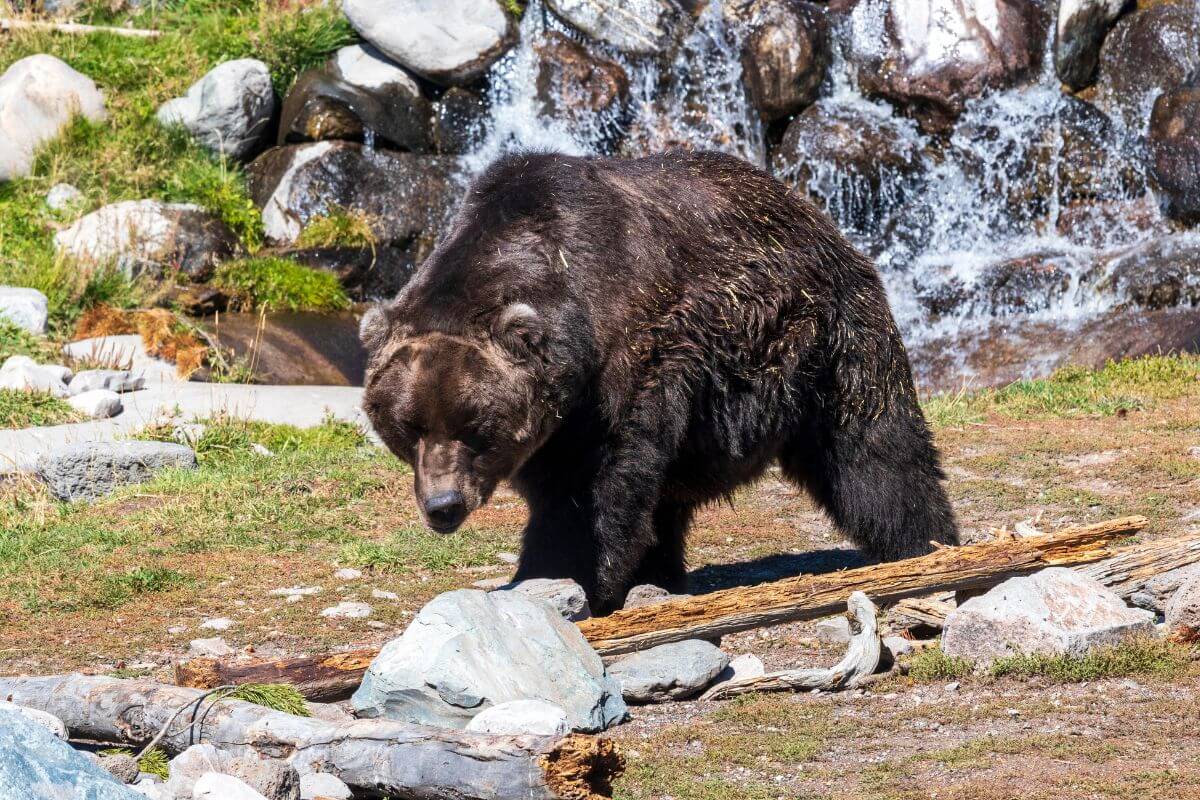 A grizzly bear walking near a waterfall in Montana.