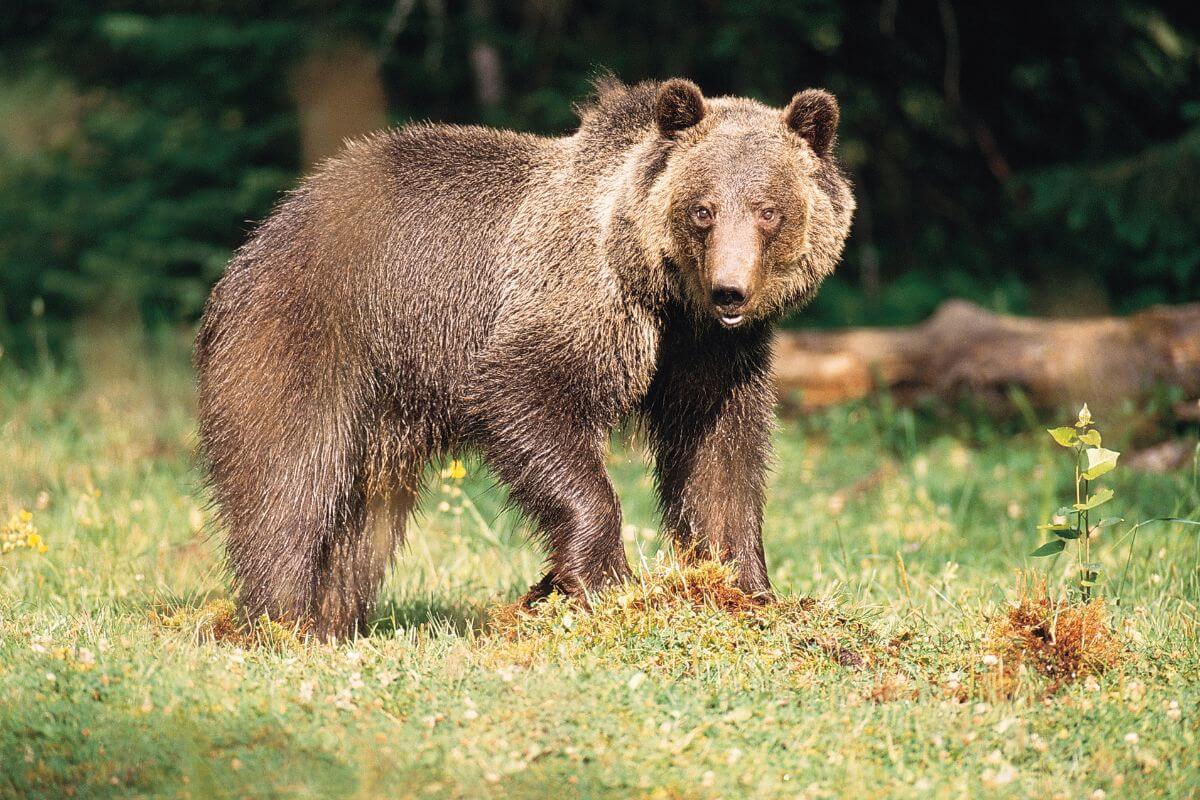 A Montana grizzly stands cautiously on the grass, aware of the presence of people around.