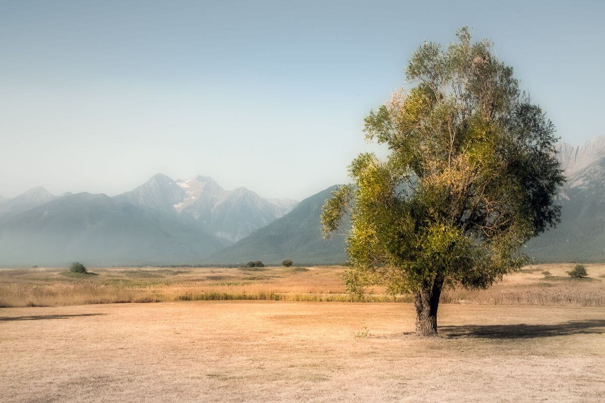 A lone tree in a field in Montana with mountains in the background.