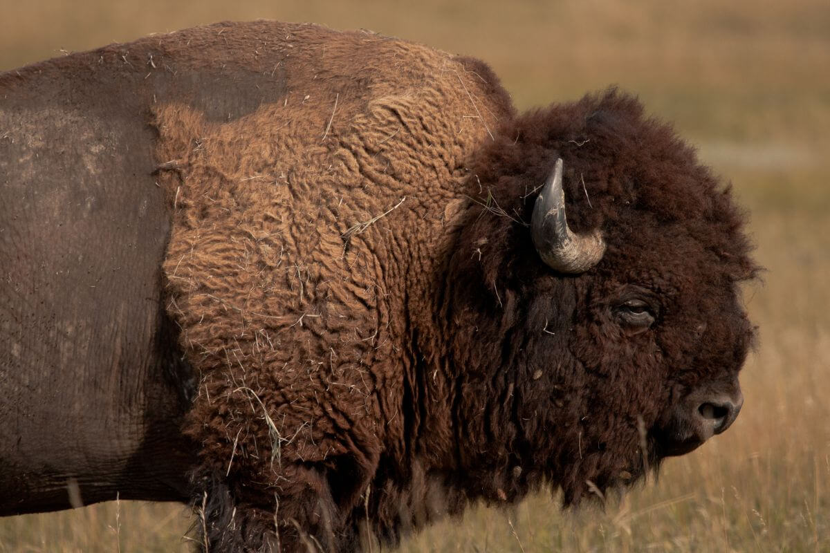 A Bison in a Grassy Field in Montana