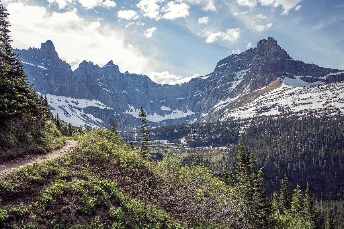 A forest with snow-capped mountains in the background at Glacier National Park, one of the best areas for Montana birding tours.