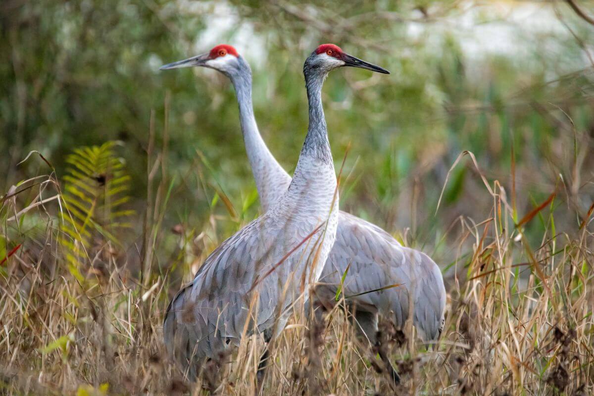 A pair of sandhill cranes spotted amid thick vegetation in a Montana field