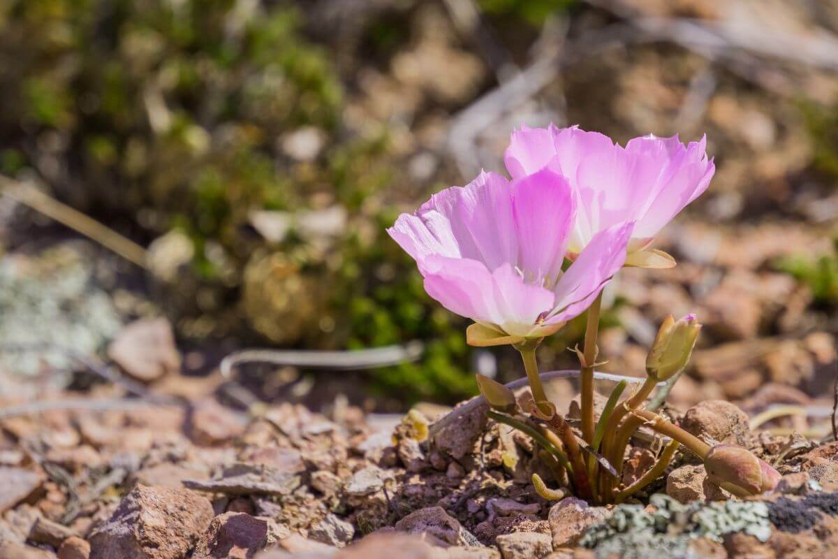 Montana State Flower Pink Bitterroot