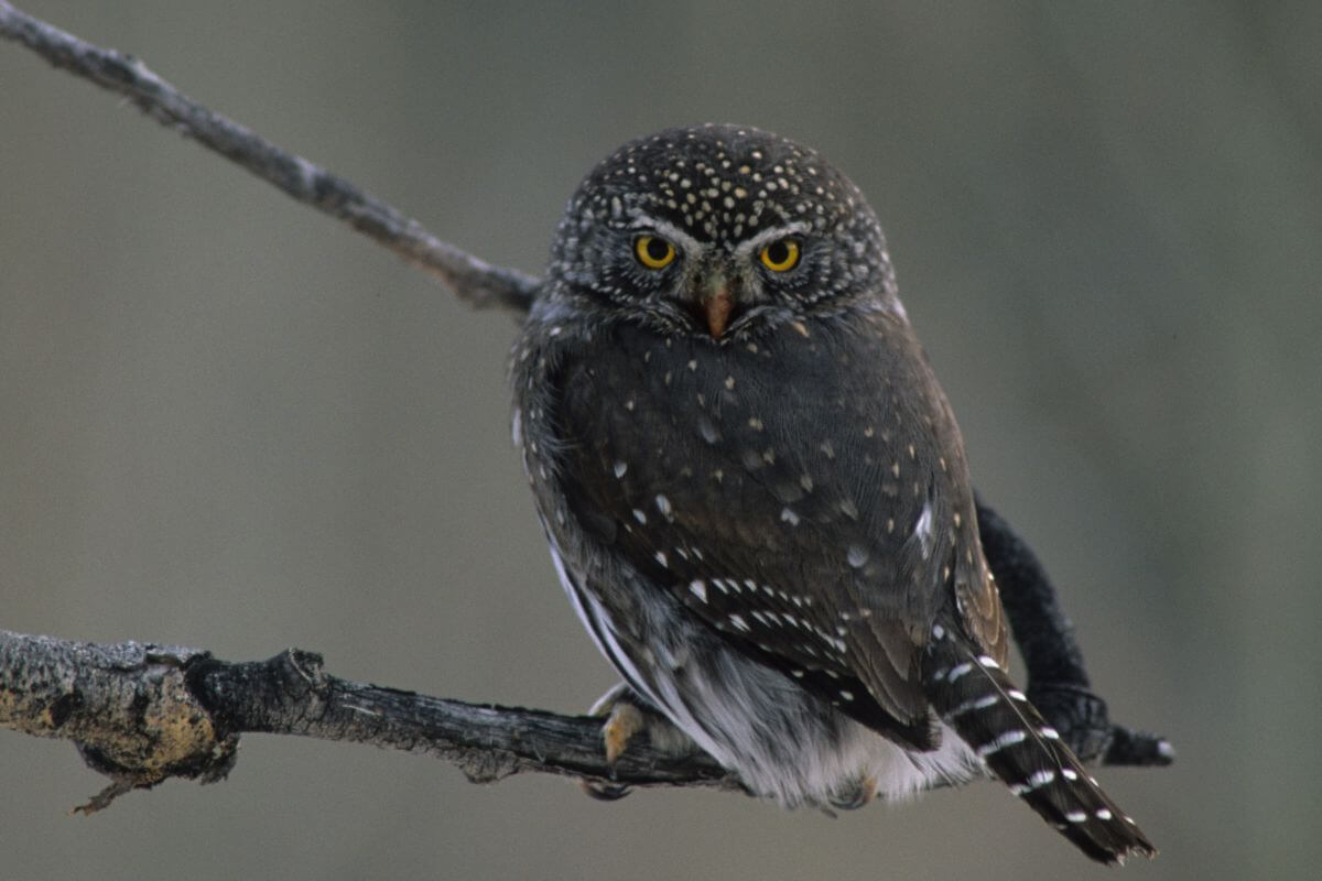A northern pygmy owl perched on a bare branch.