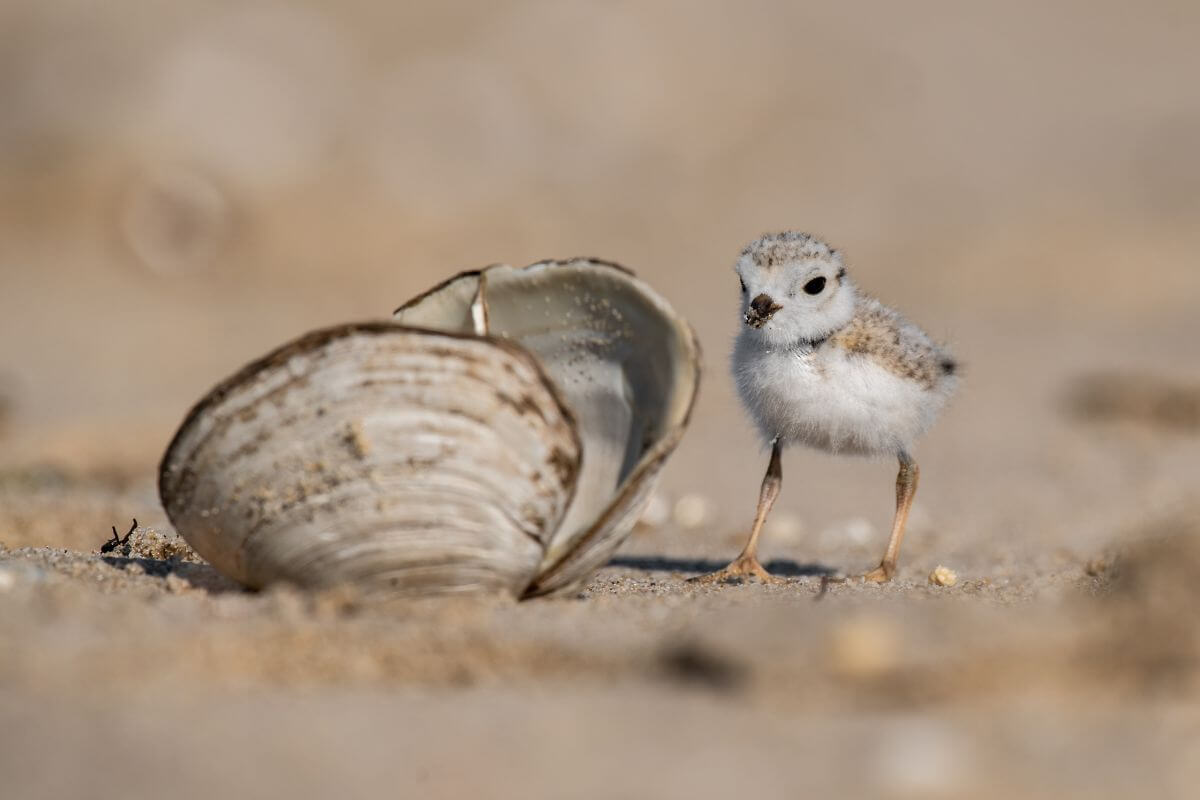 A tiny, fluffy Piping Plover chick, a threatened species in Montana, standing next to a large seashell on sandy ground.
