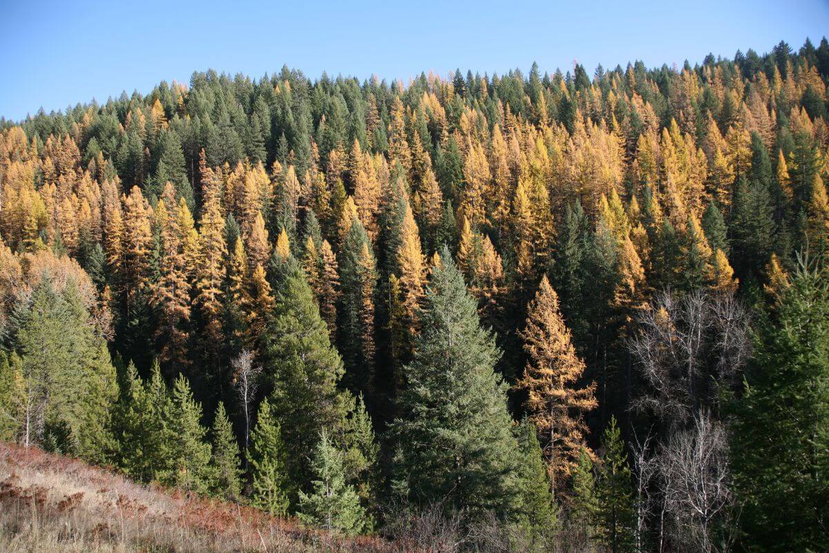 A Montana forest with yellow and burnt-colored pine trees.