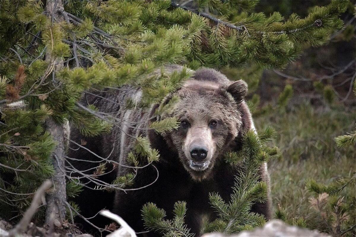 A curious grizzly bear peers through dense green foliage during a Montana nature tour with Yellowstone Wildlife Guide Company.