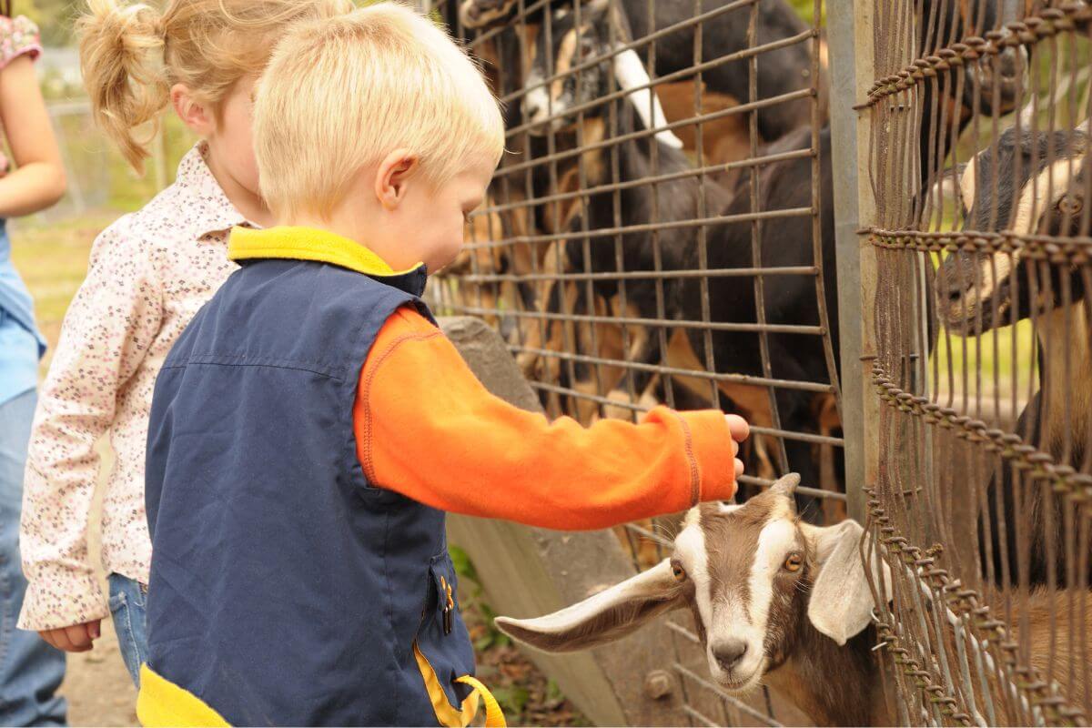 A child pets a goat in ZooMontana.