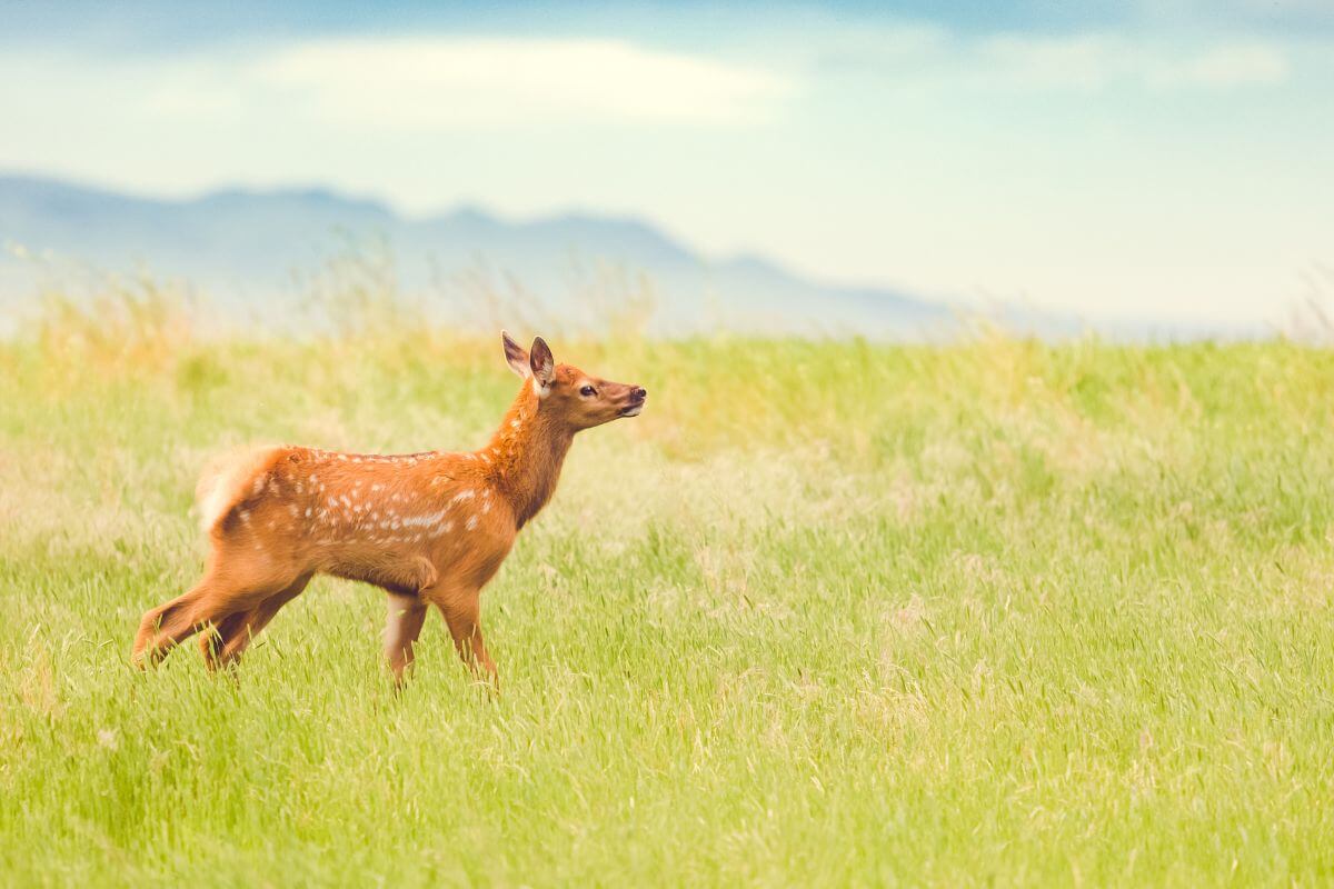 A young deer prances through a lush green meadow during a Montana nature tour.