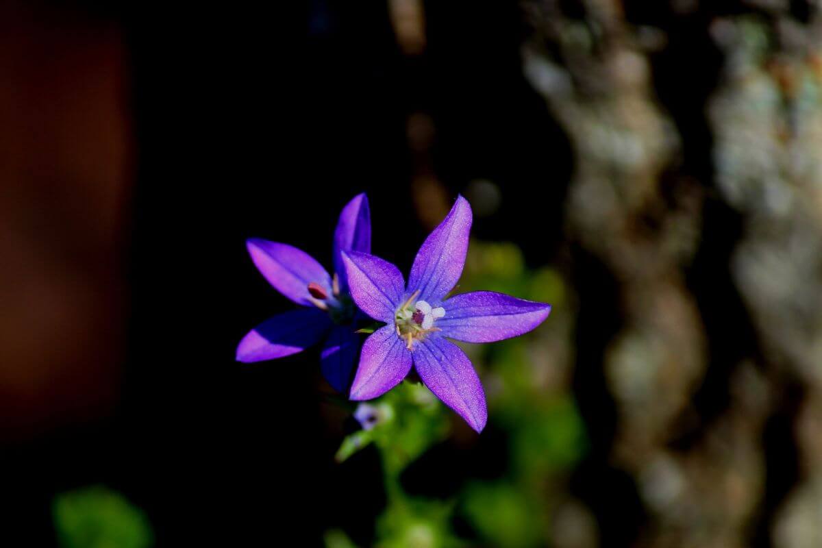 A pair of Clasping Venus’ Looking Glass flowers in the Montana woods 