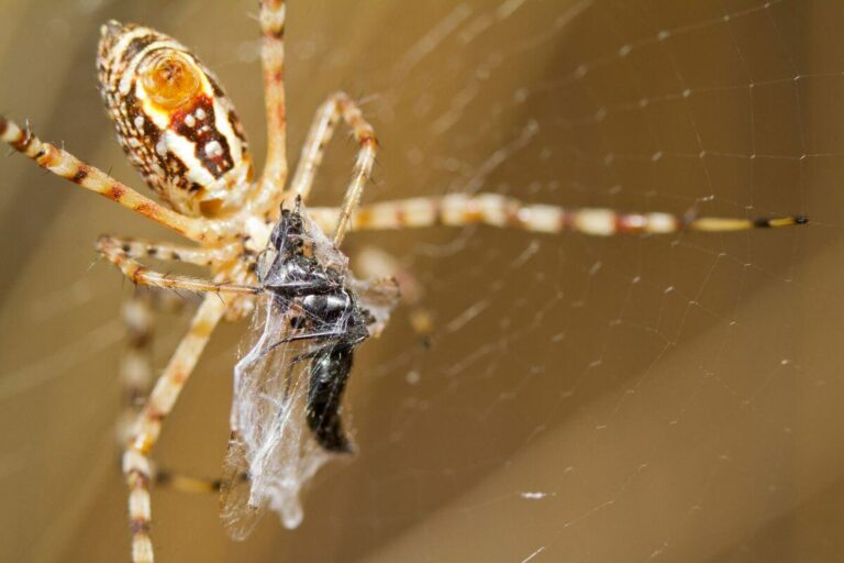 An Inside Look Into The World Of Montana Spiders - Pocket Montana