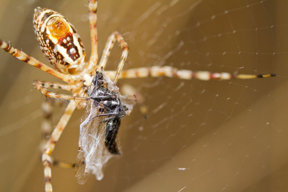 A banded garden spider, one of the common Montana spiders, with an insect trapped in its web.