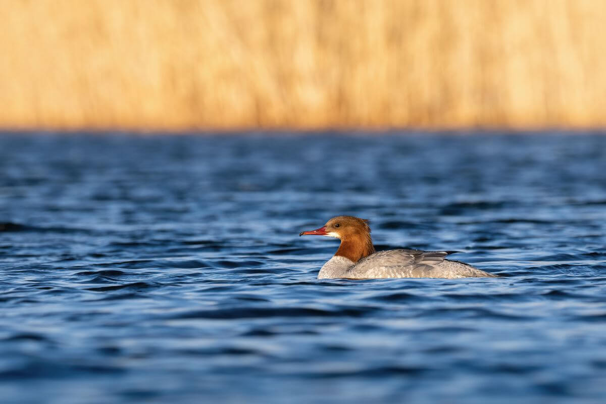 A female common merganser duck swims in a rippling blue lake in Montana.