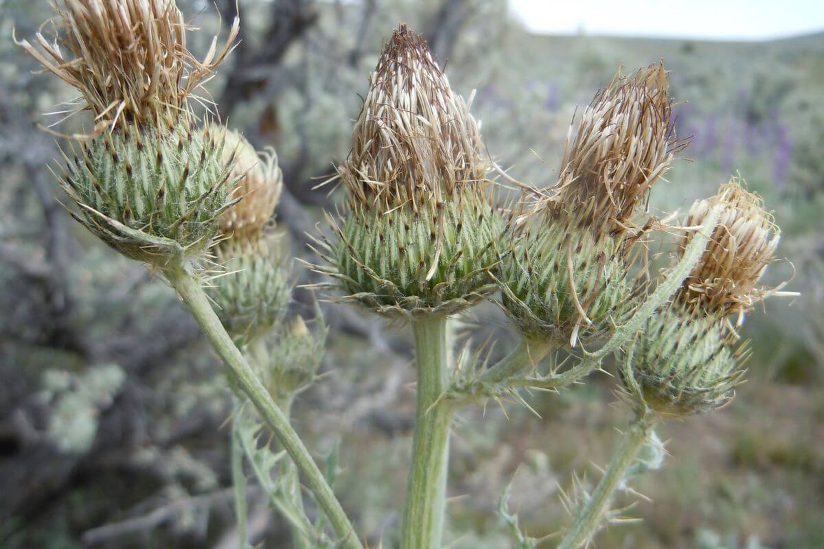 A bunch of green thistle plants in Montana.