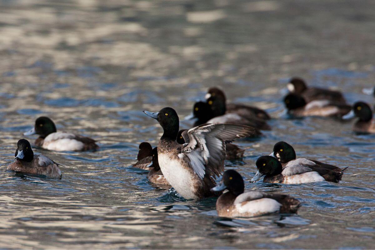A group of Montana ducks, the Greater Scaups, swimming in a shimmering water body.