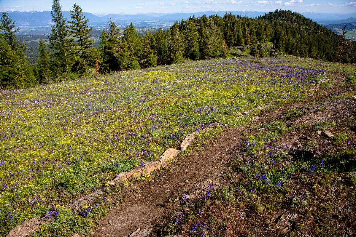 A trail leading up to a mountain covered in wildflowers.
