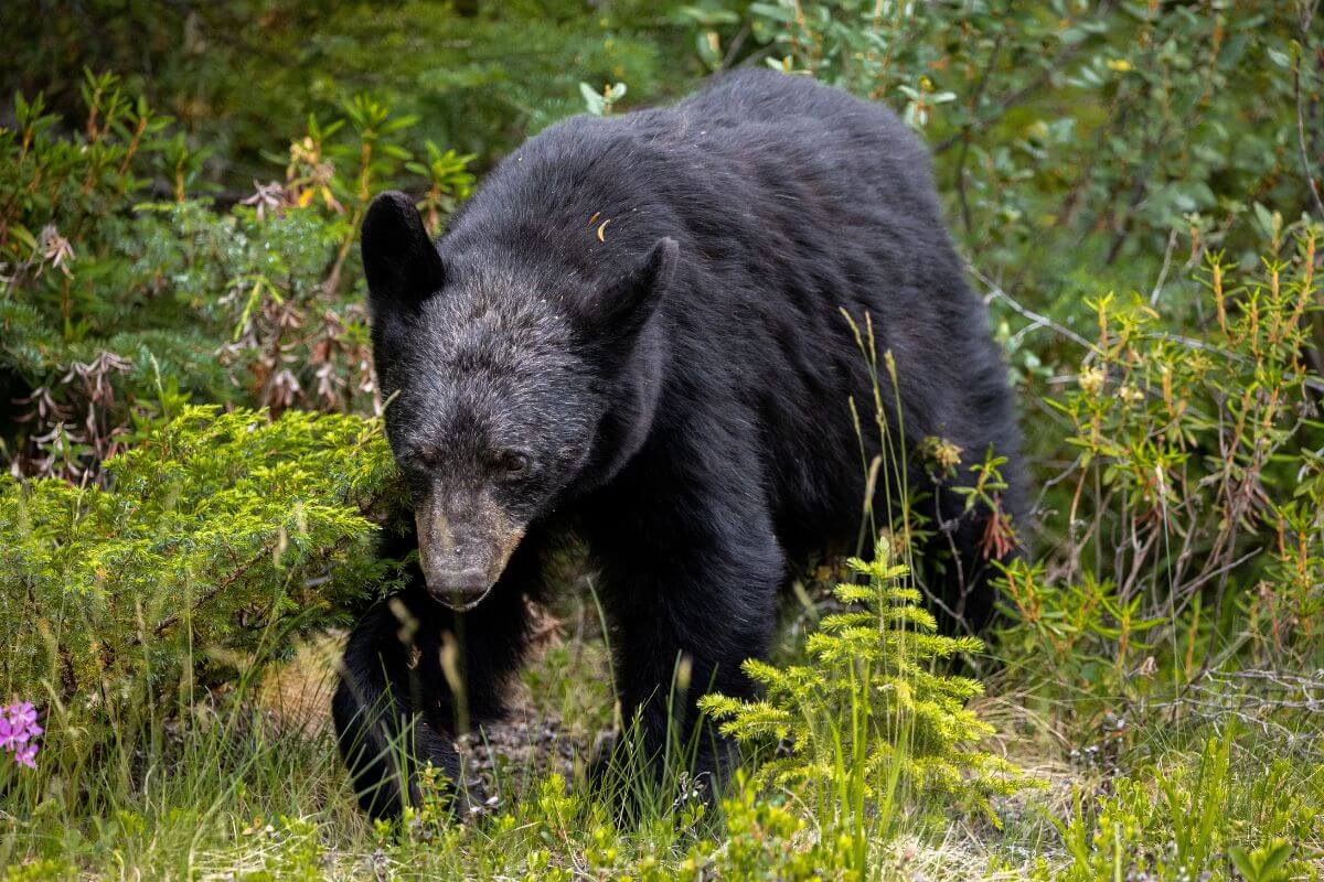 A Montana black bear foraging in a lush forest setting.
