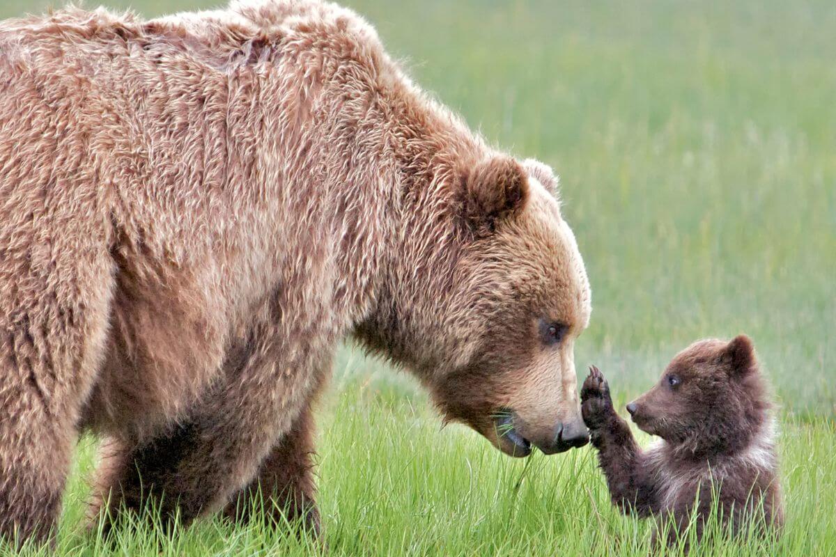 A large grizzly bear, a threatened species in Montana, gently interacts with a small bear cub in a lush green meadow.