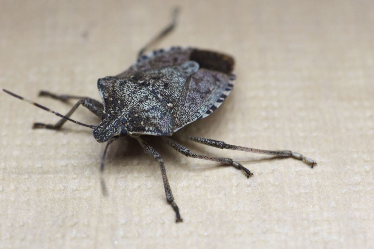 A stink bug sitting on a wooden surface in Montana.