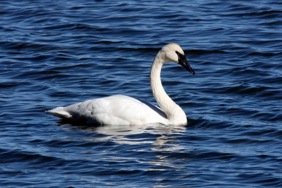 A swan spotted swimming gracefully in a body of water in Montana during swan hunting season