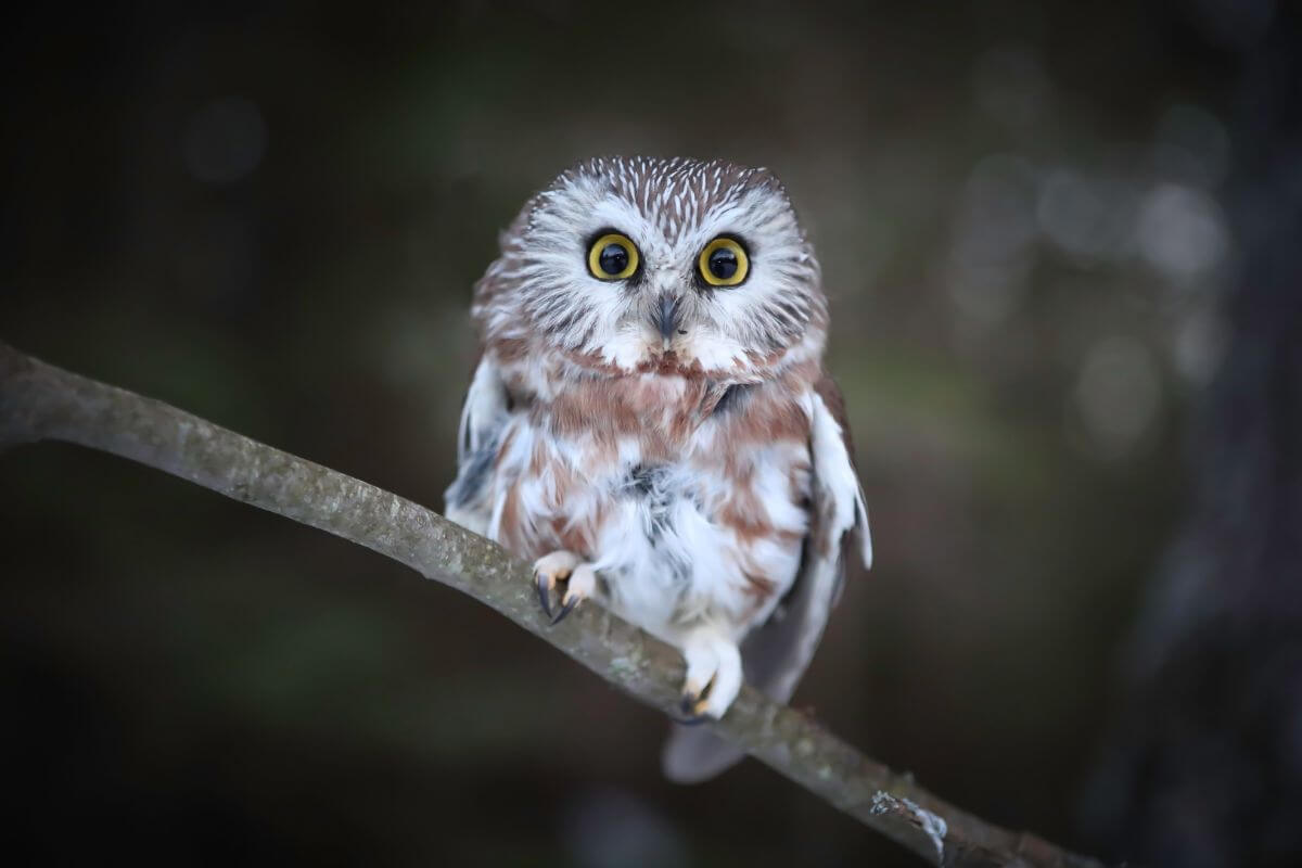 A Northern Saw-Whet owl with striking yellow eyes and mottled brown and white feathers perched on a slender branch.