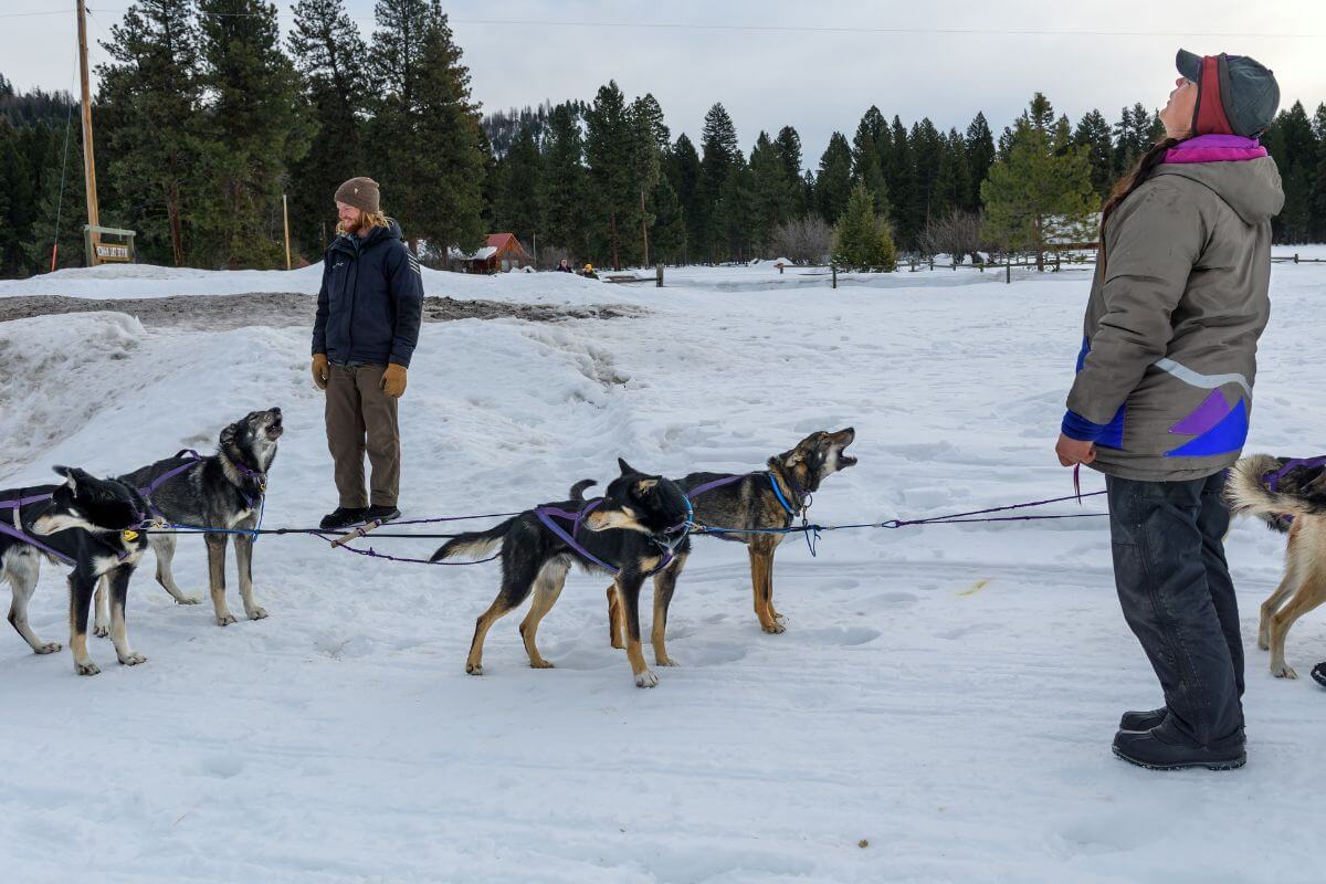A group of people with sled dogs in the snowy wilderness of Montana in February.